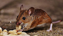 24 Hour & Emergency Exterminators in So Amherst, OH
